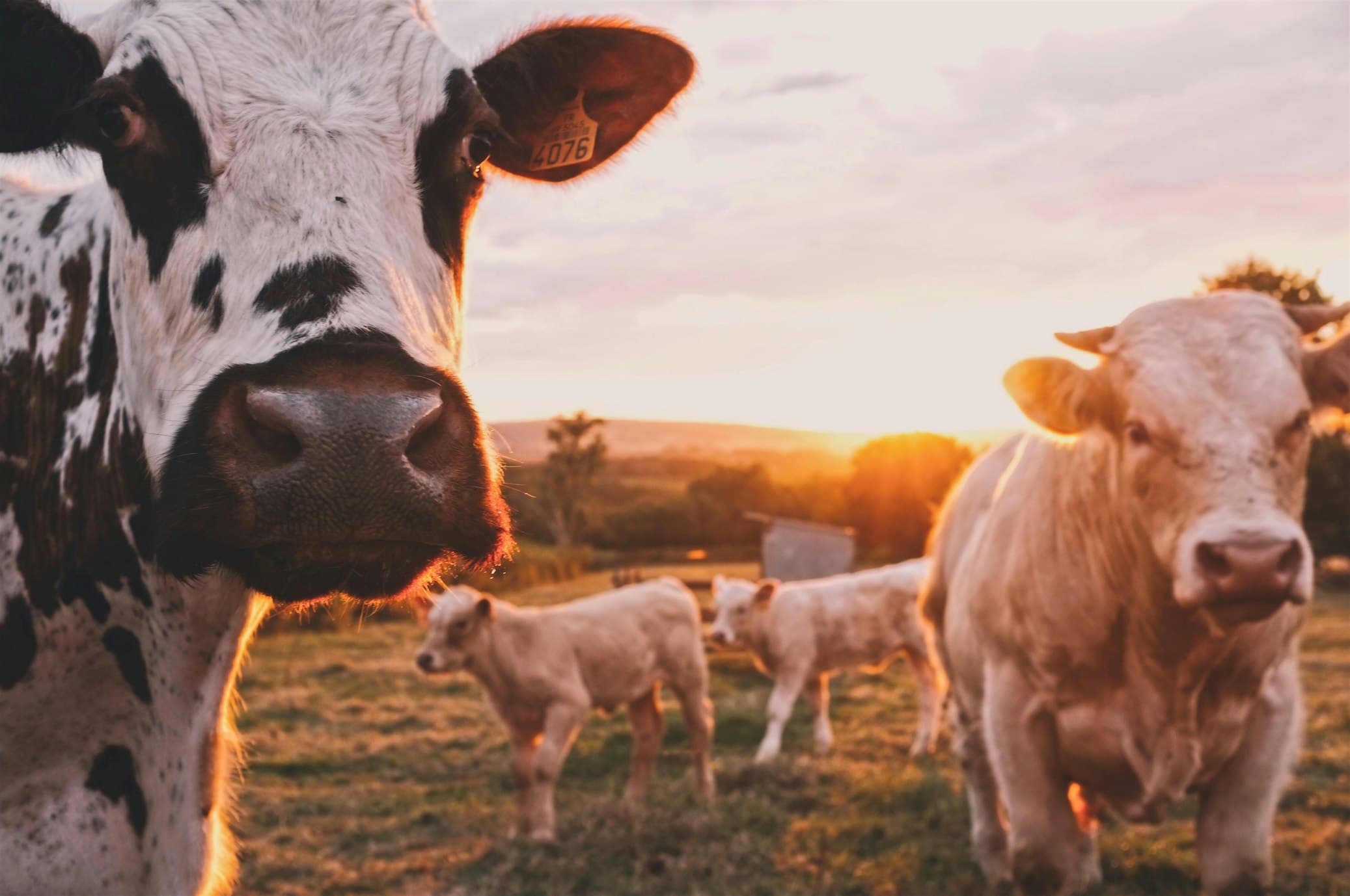 Australian dairy farm landscape