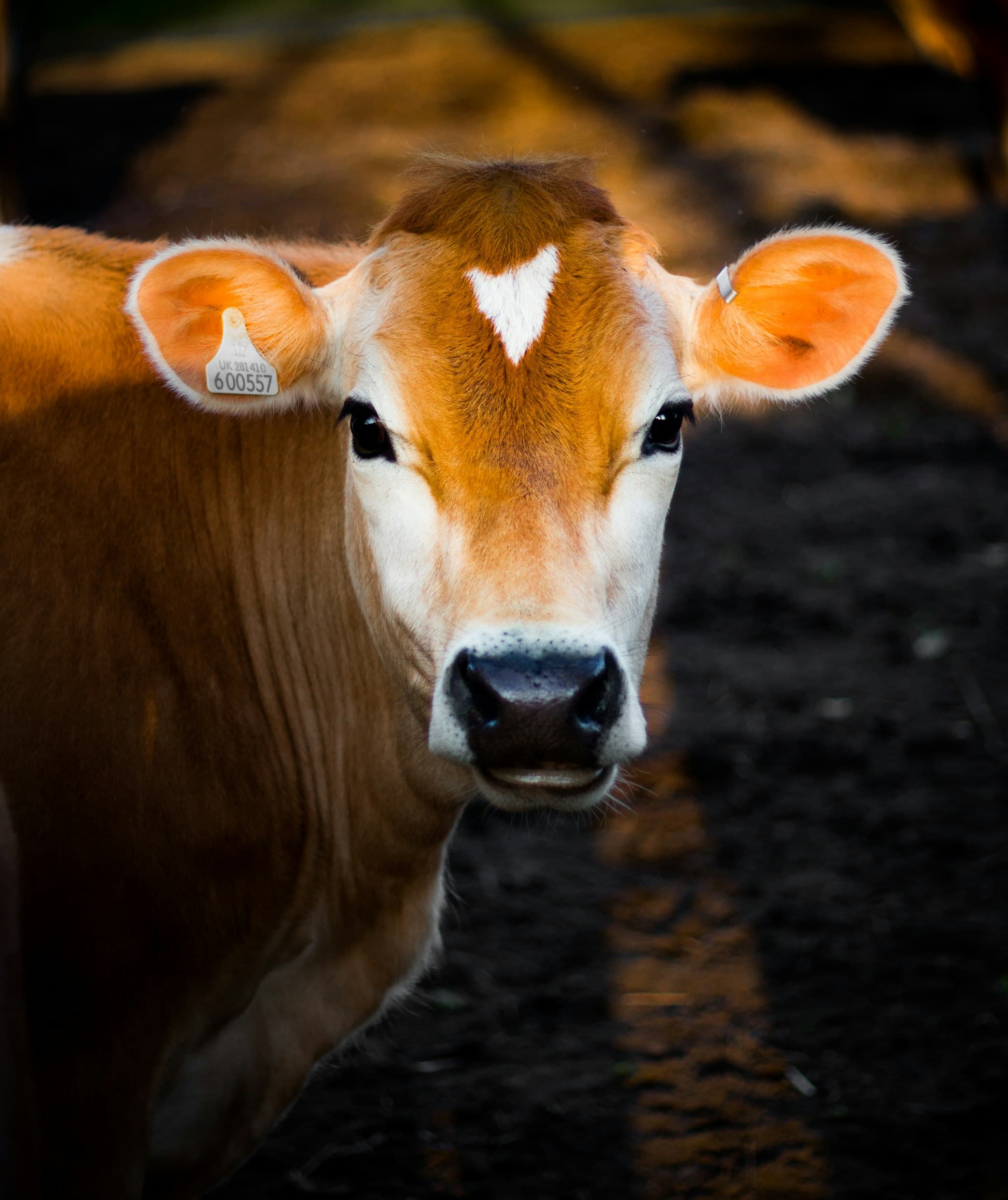 Australian dairy farm